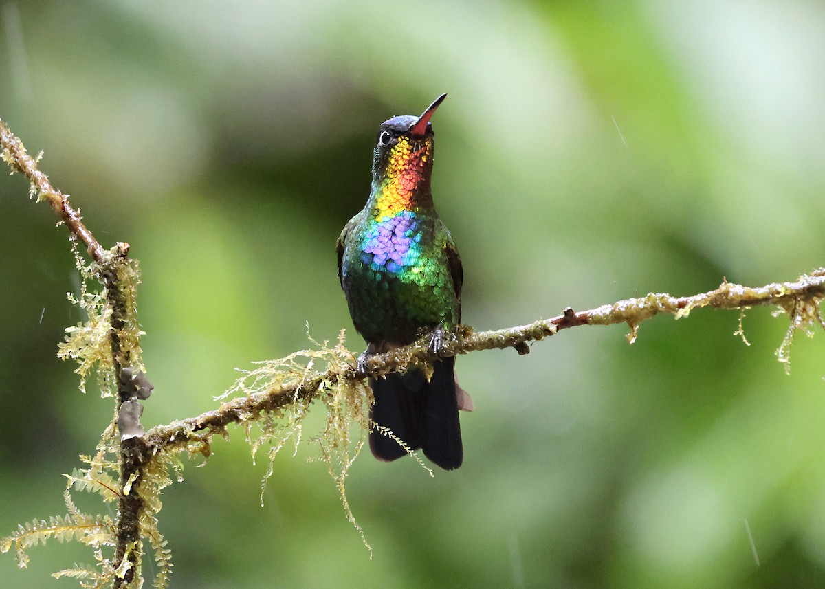 Fiery-throated Hummingbird - ML646163327