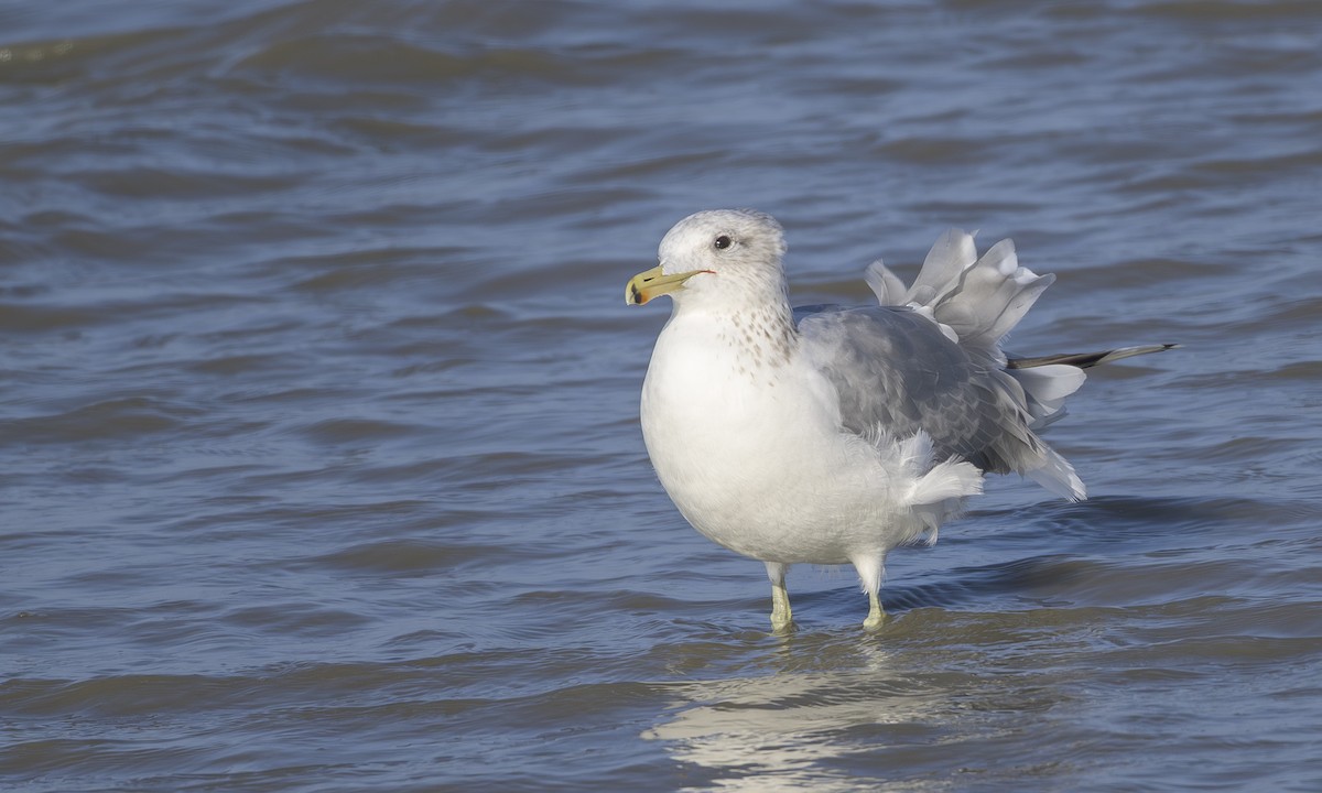 California Gull - ML646163328