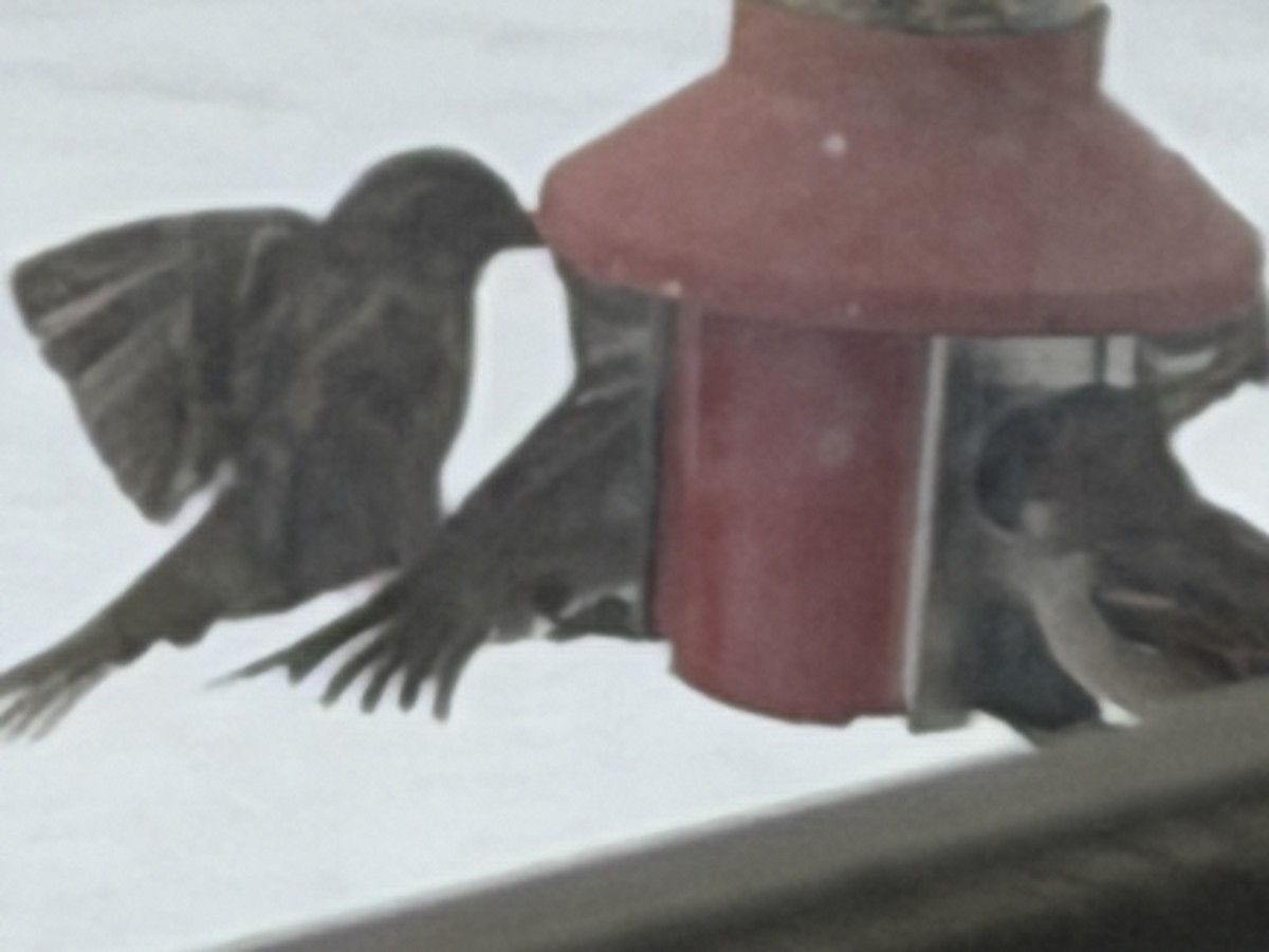 家麻雀 - ML646163329