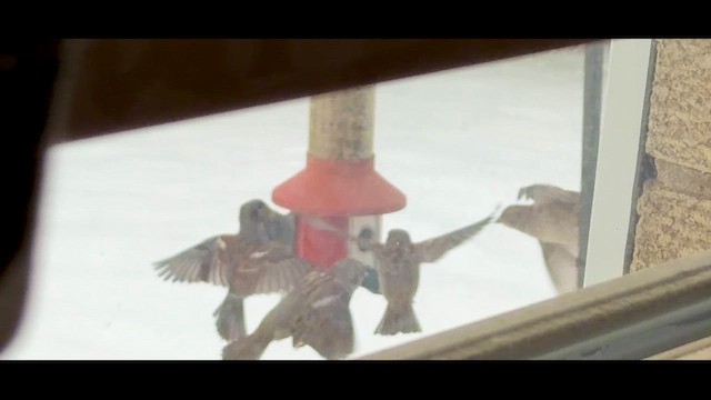 家麻雀 - ML646163330