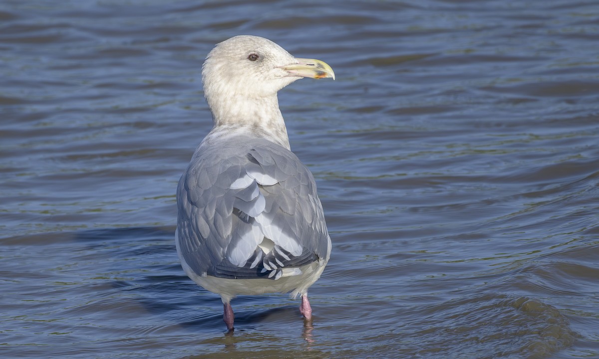 Glaucous-winged Gull - ML646163331
