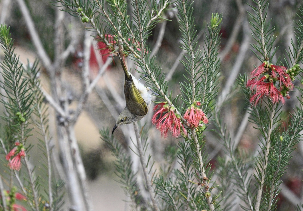 Brown Honeyeater - ML646163332