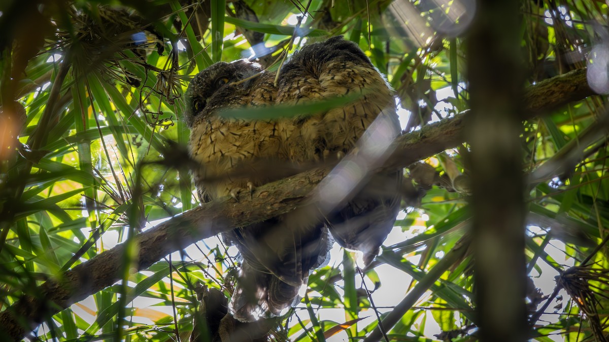 White-throated Screech-Owl - ML646163333