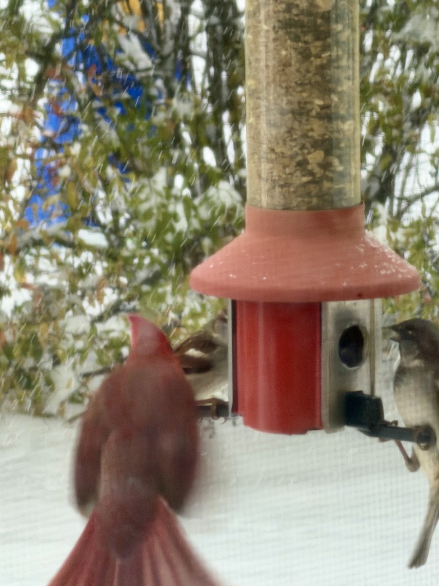 Northern Cardinal - ML646163334