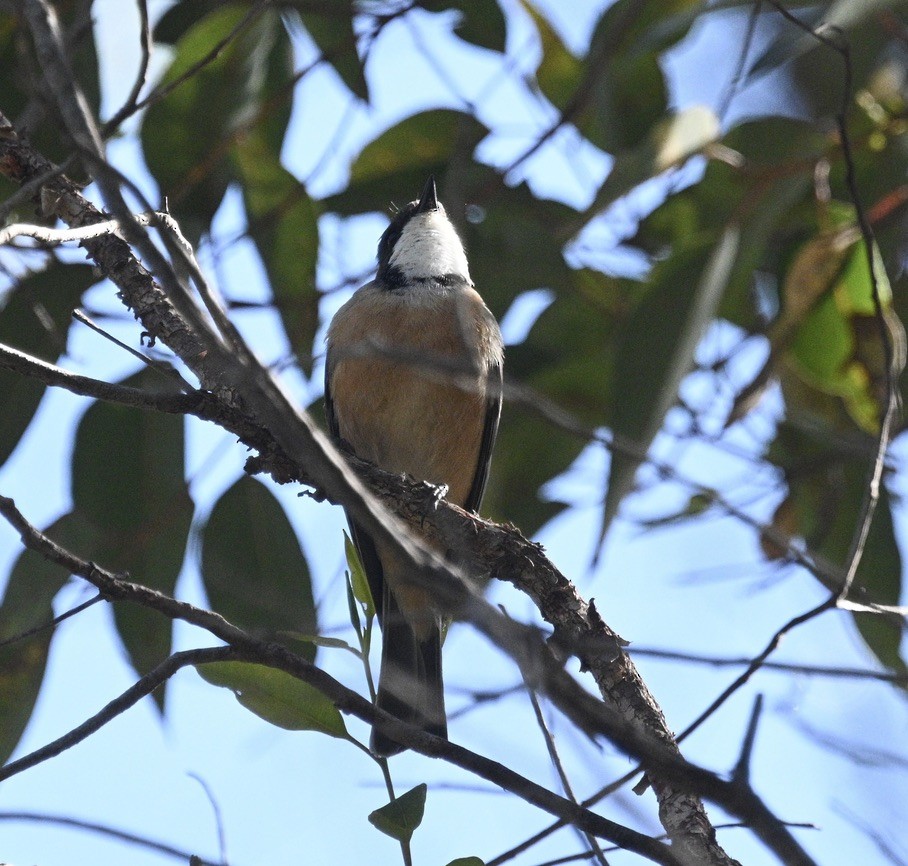 Rufous Whistler - ML646163335