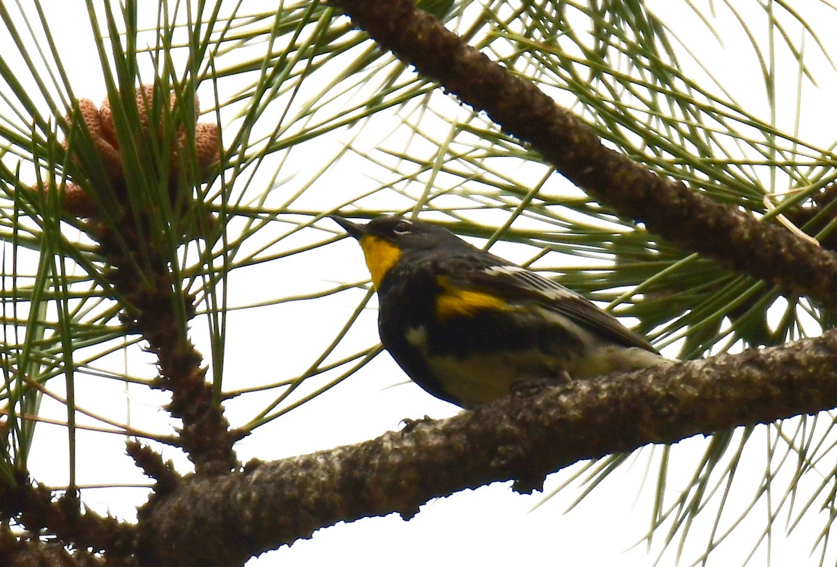 Yellow-rumped Warbler - ML646163336