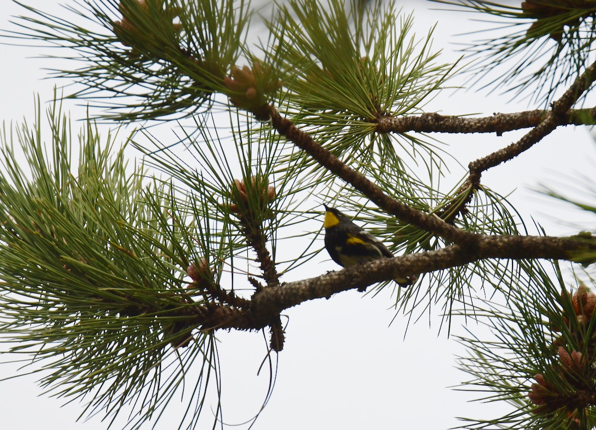 Yellow-rumped Warbler - ML646163337