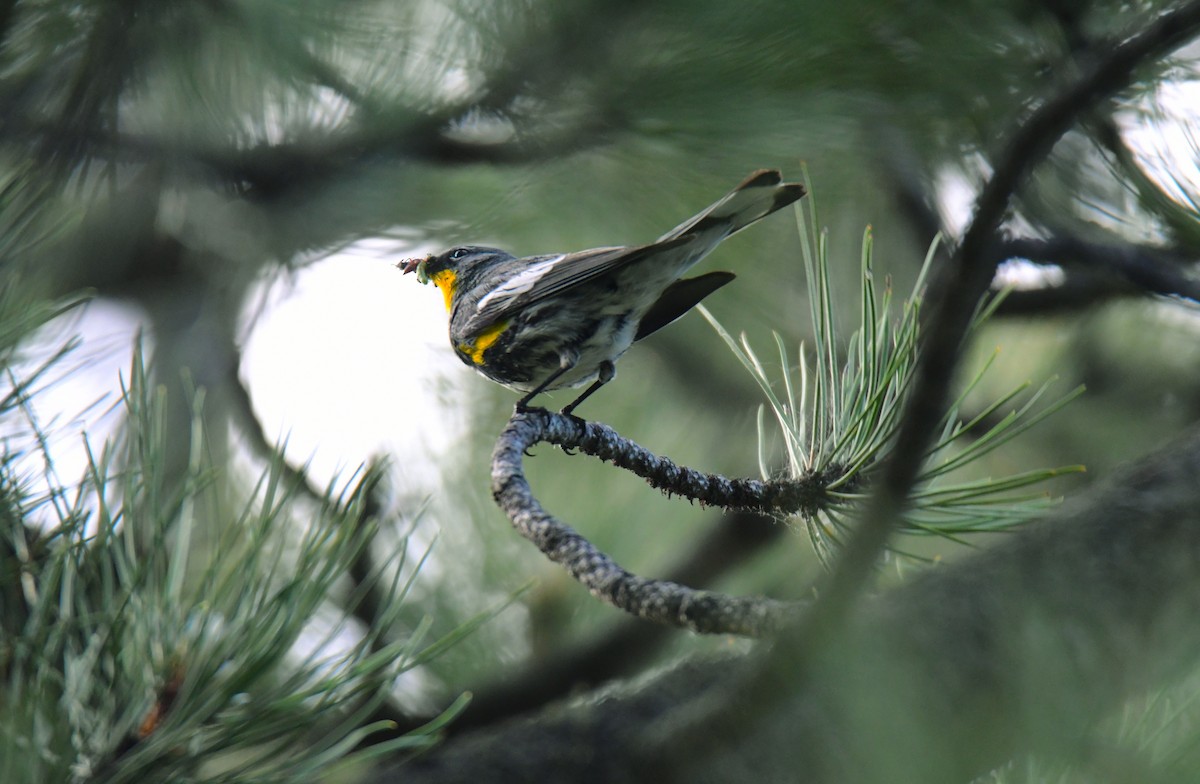 Yellow-rumped Warbler - ML646163338