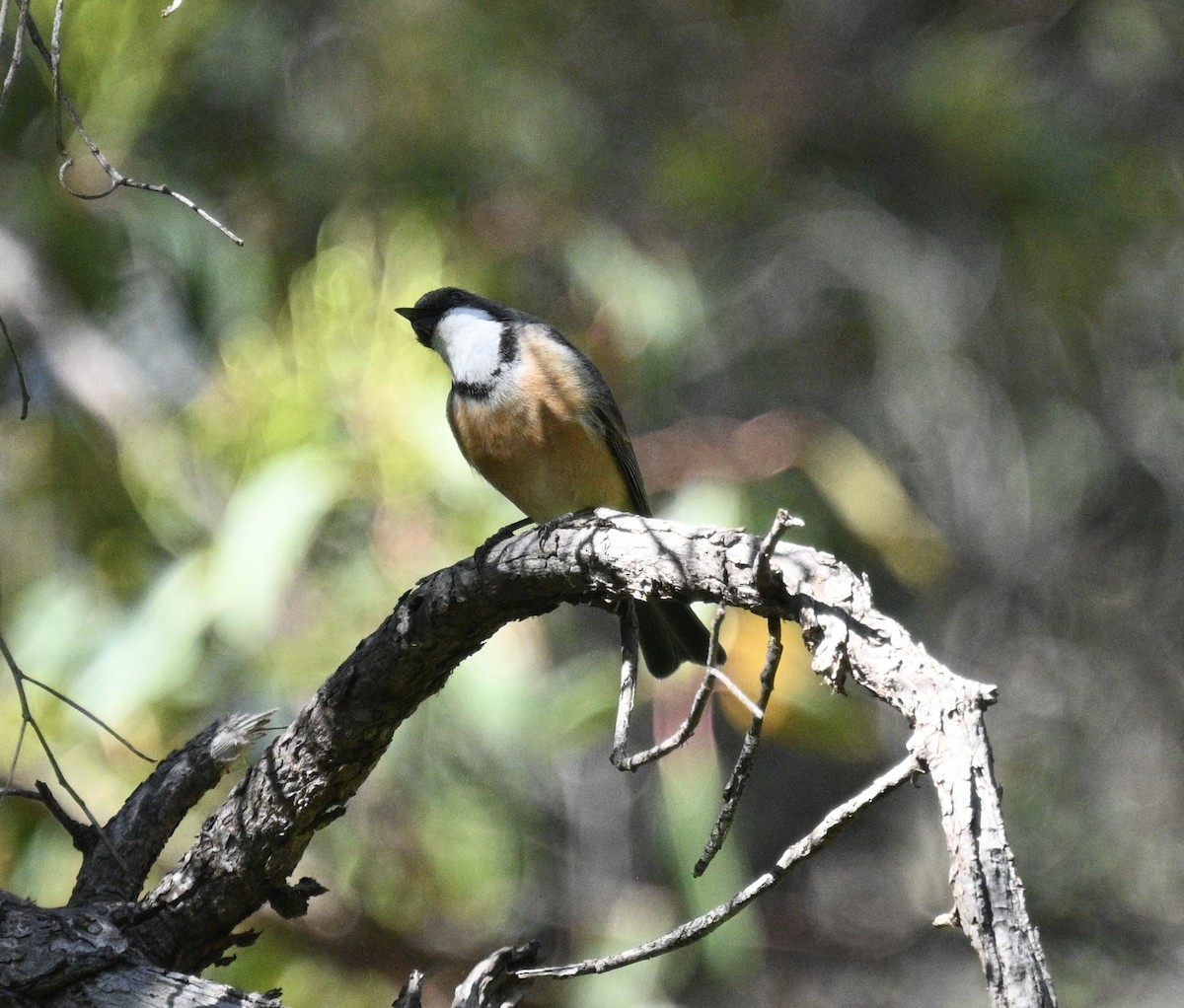 Rufous Whistler - ML646163339