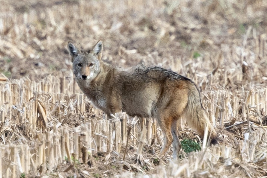 Coyote - ML646163340