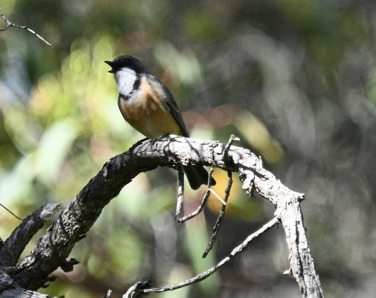 Rufous Whistler - ML646163343