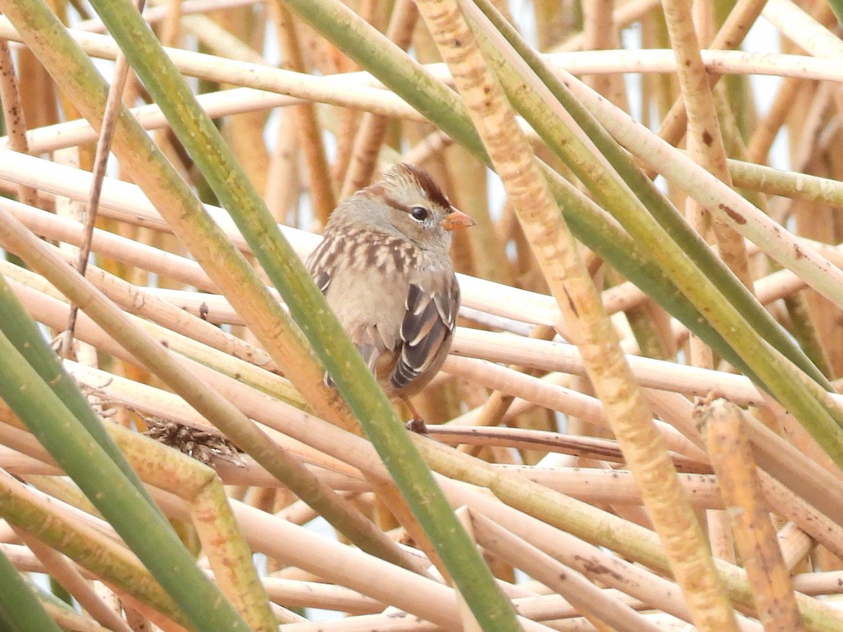 White-crowned Sparrow - ML646163345