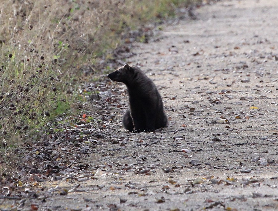 Fisher - ML646163351