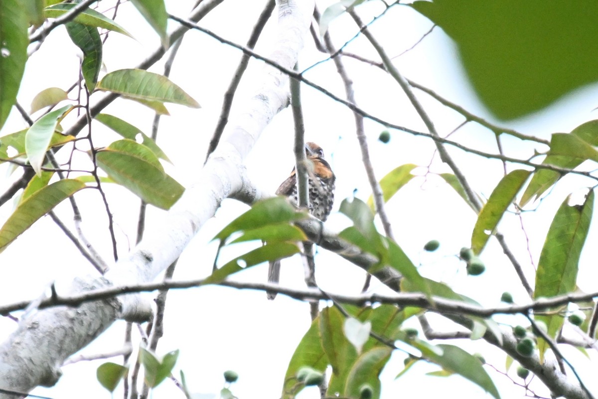 Spotted Puffbird - ML646163365