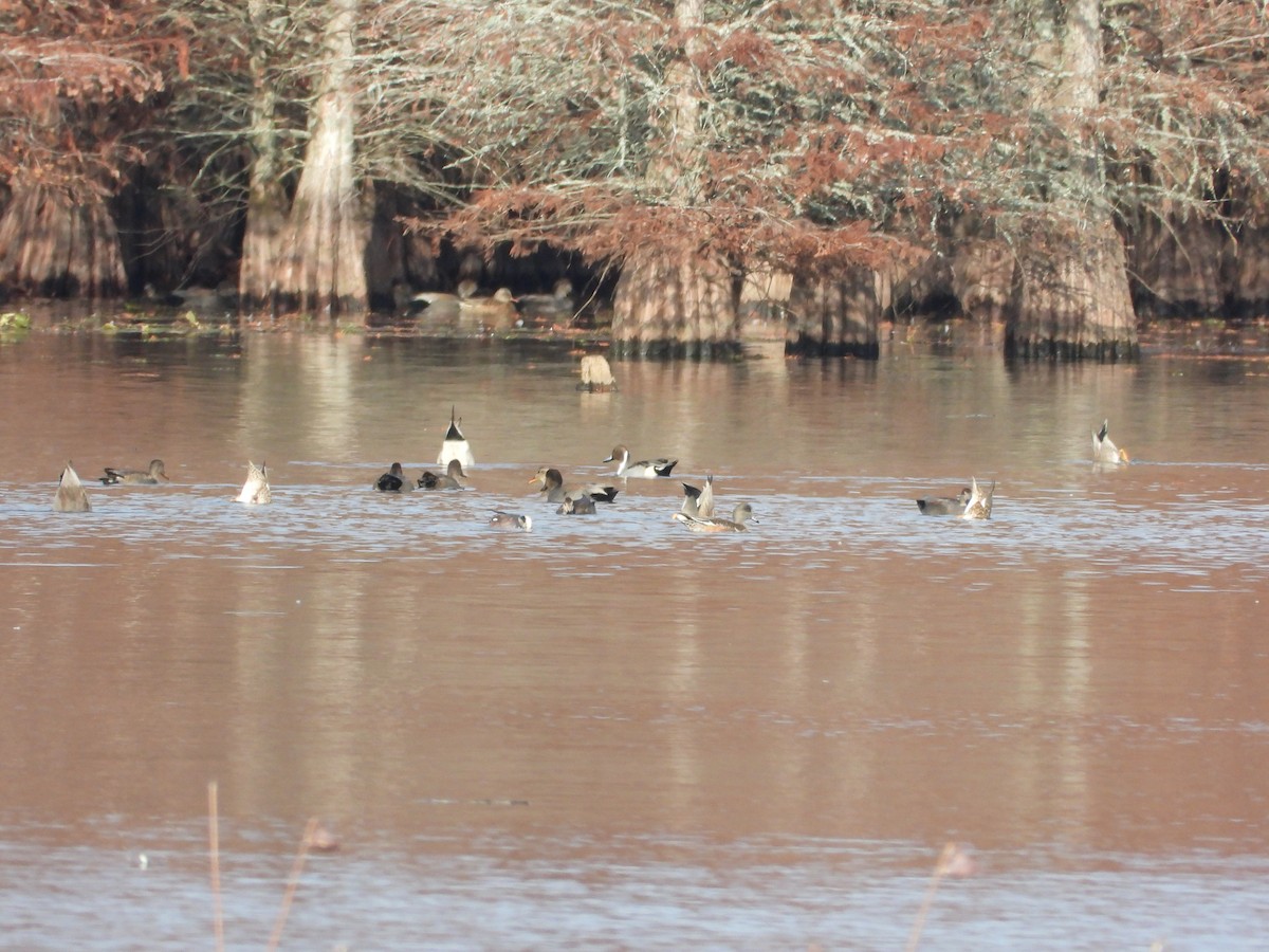 葡萄胸鴨 - ML646163367