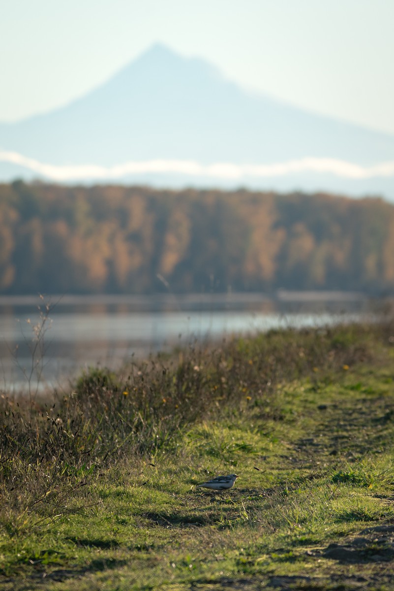 雪鵐 - ML646163368