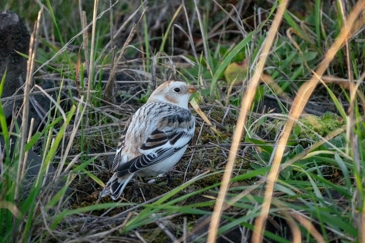 雪鵐 - ML646163369