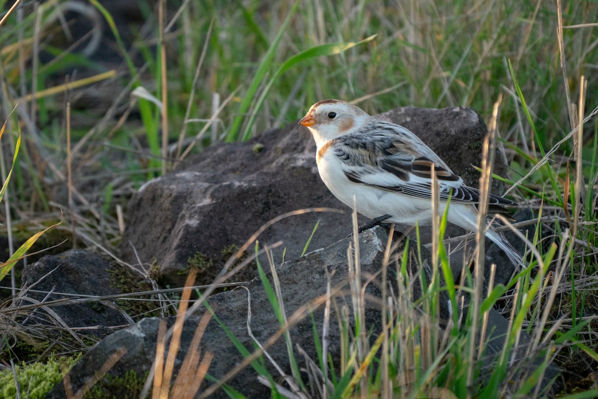 雪鵐 - ML646163370