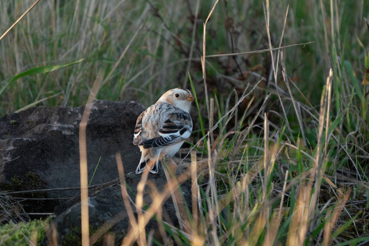 Snow Bunting - ML646163371