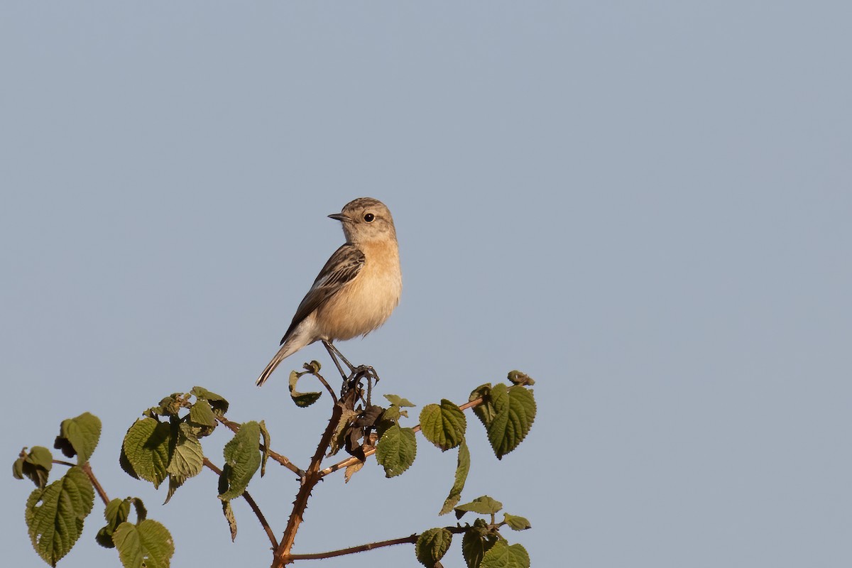 Siberian Stonechat - ML646163374