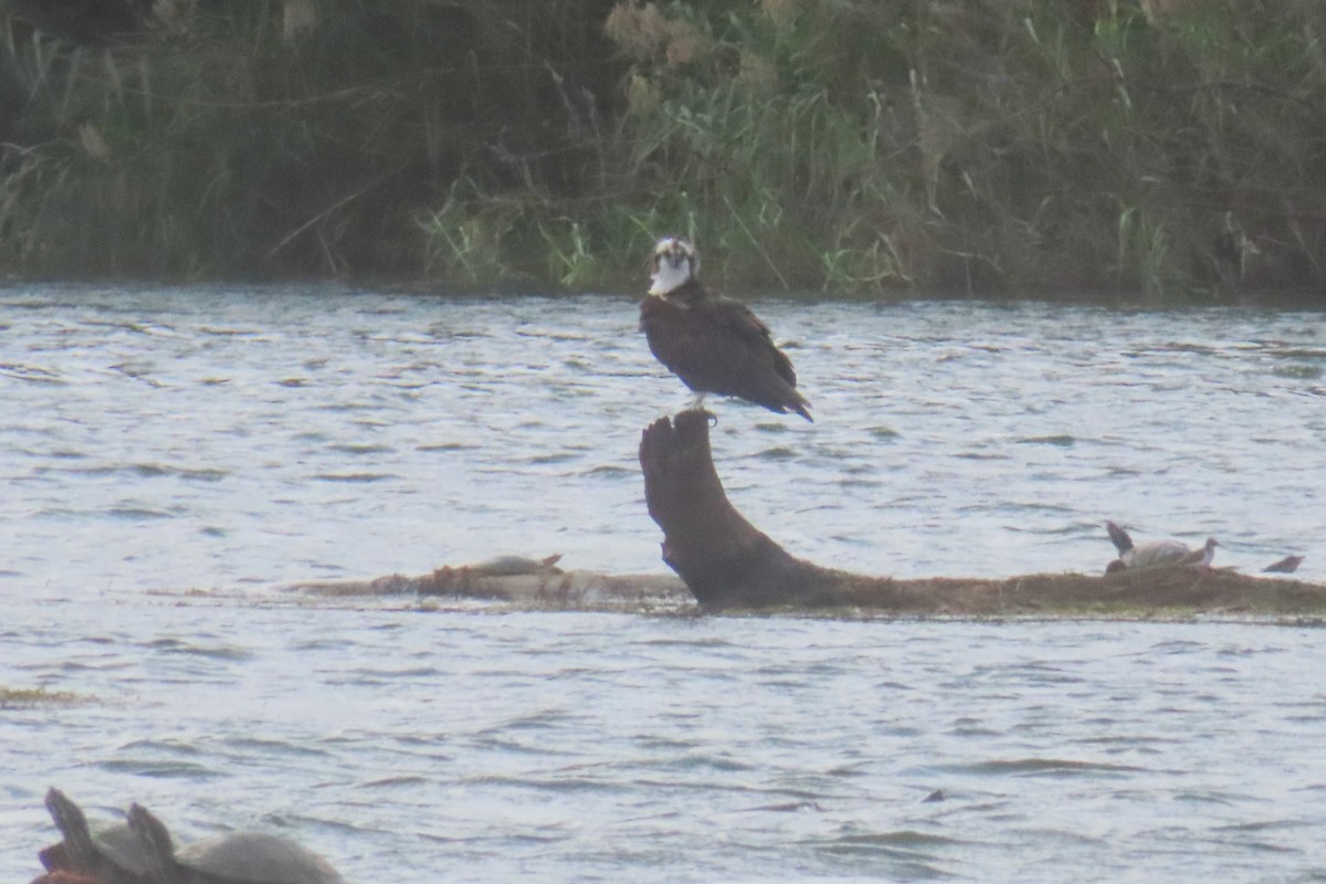 Osprey - ML646163375