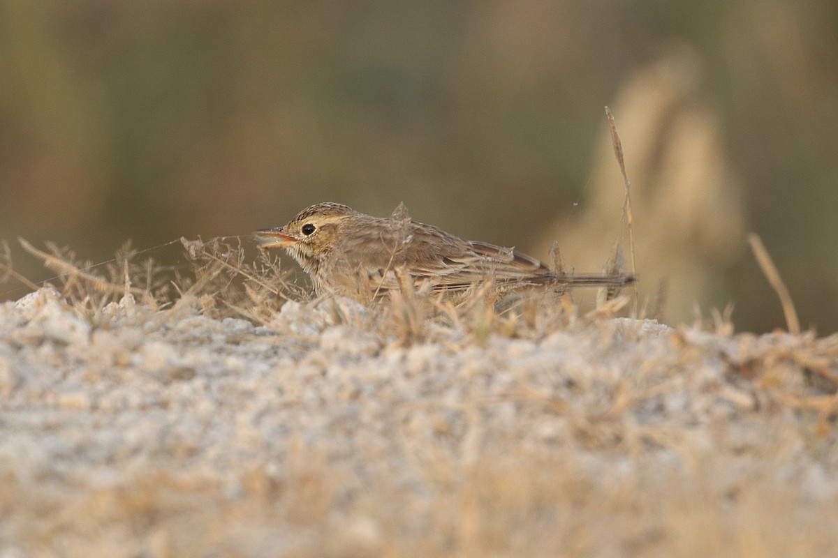פפיון צהוב - ML646163376
