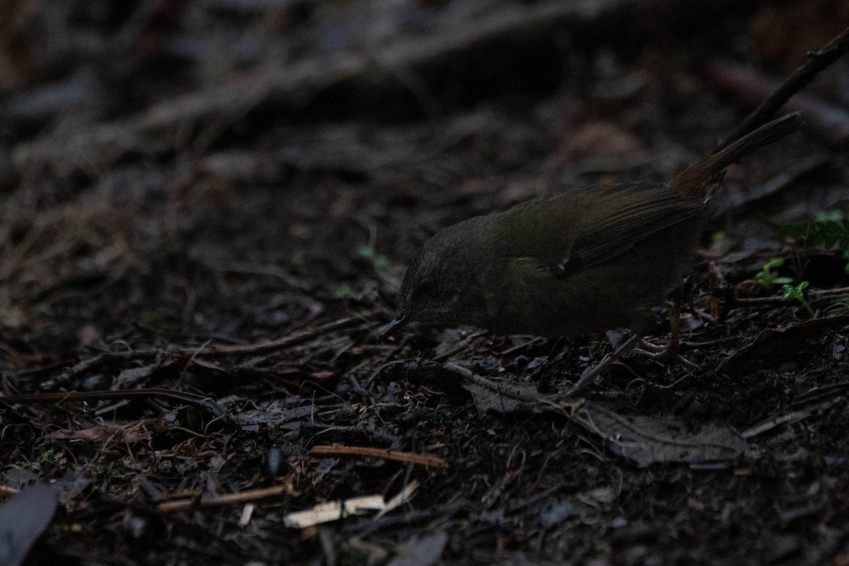 Tasmanian Scrubwren - ML646163382