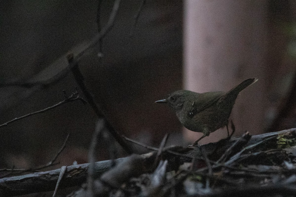 Tasmanian Scrubwren - ML646163383
