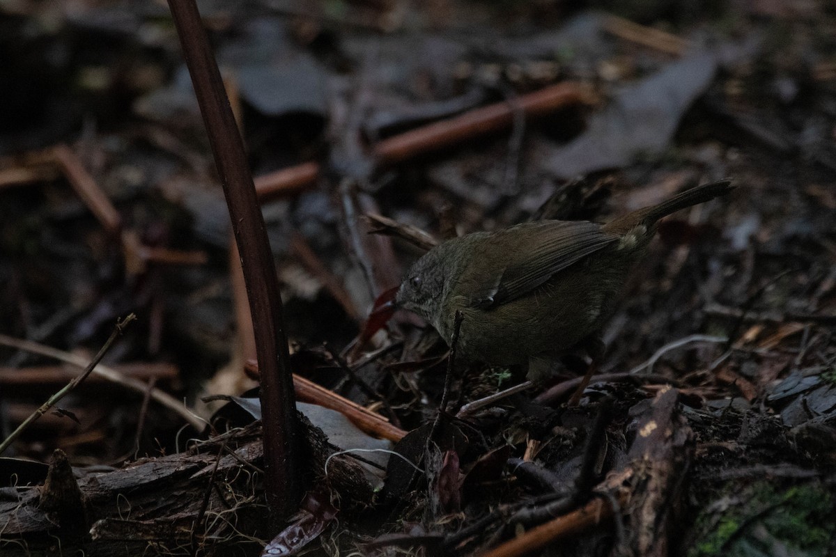 Tasmanian Scrubwren - ML646163384