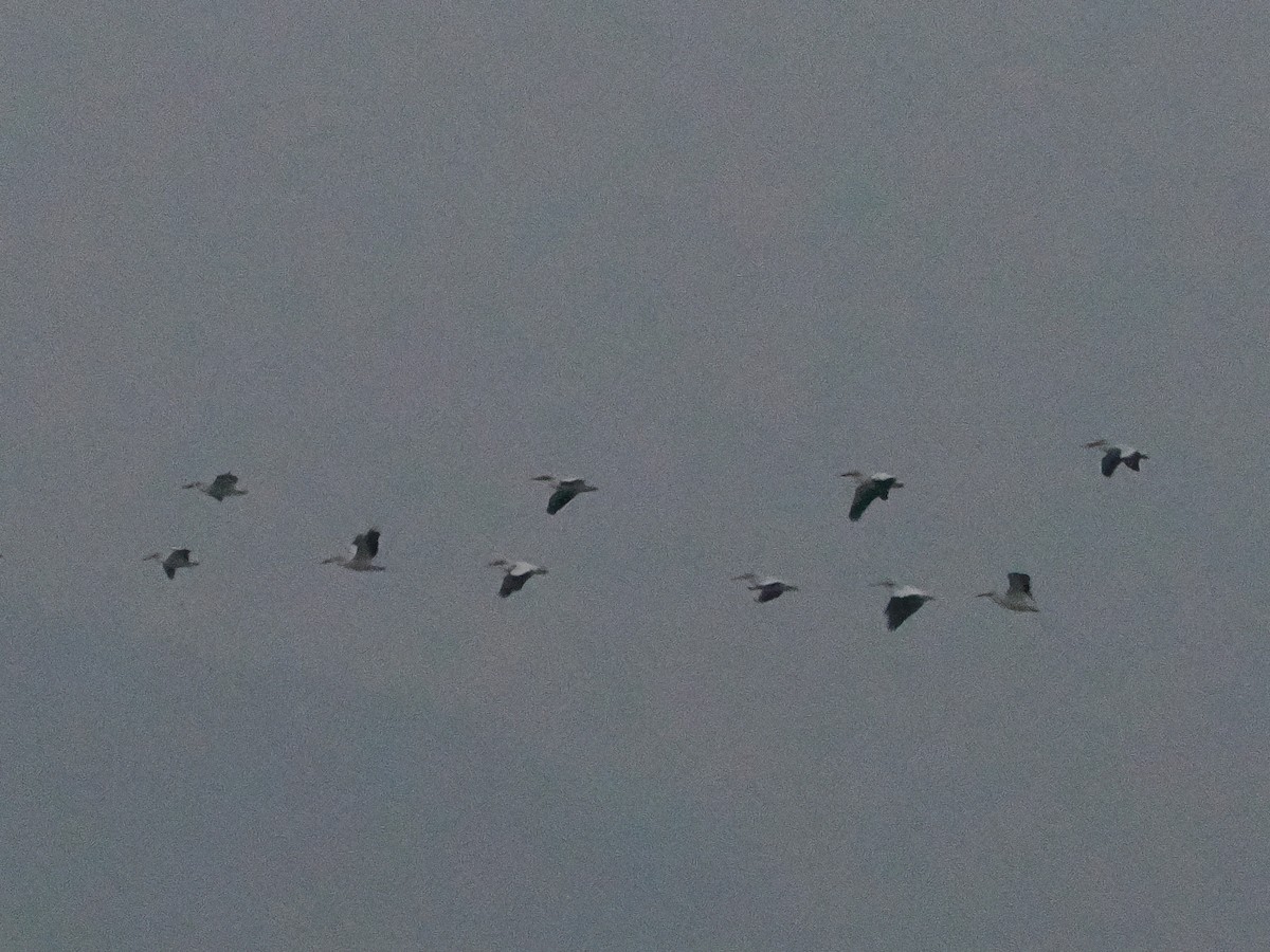 Pélican d'Amérique - ML646163389