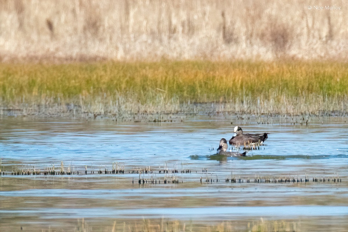 American Wigeon - ML646163391