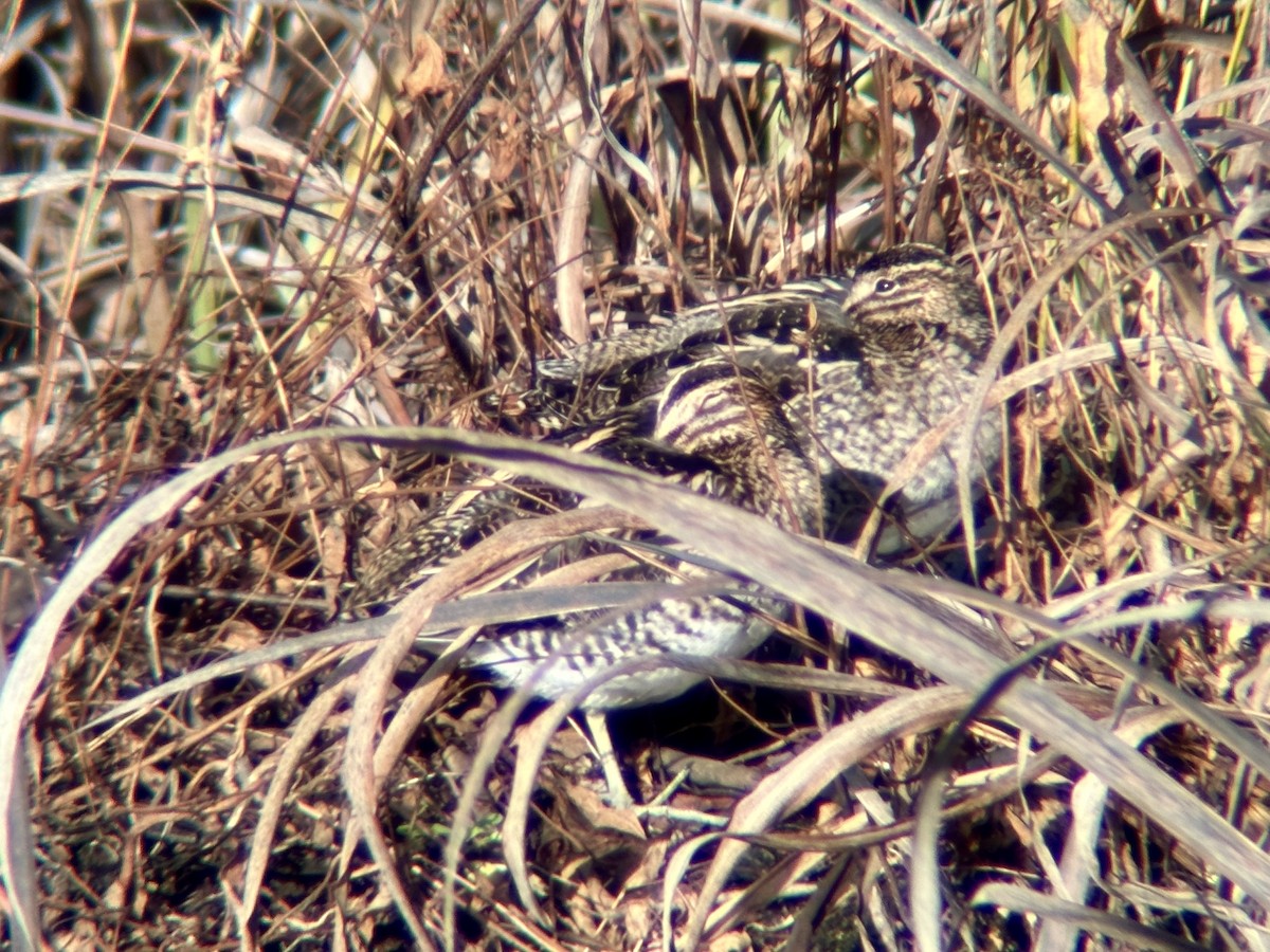 Wilson's Snipe - ML646163393