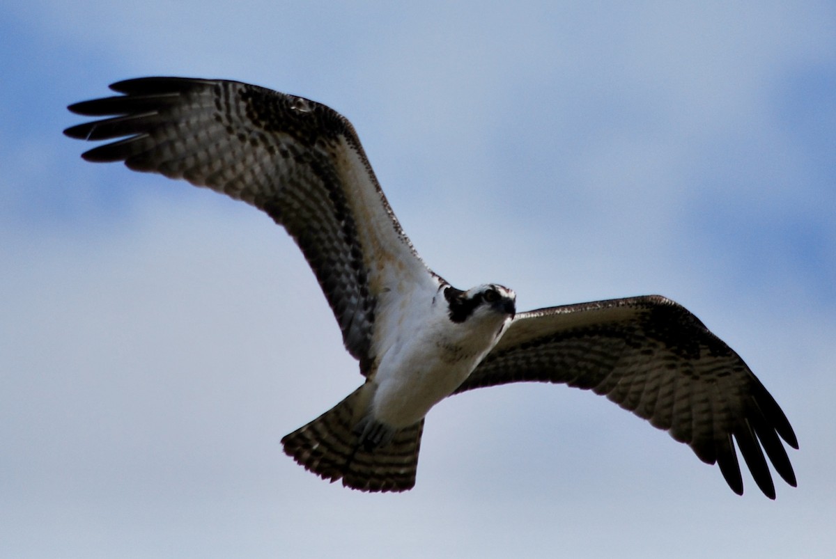 Osprey - ML646163394