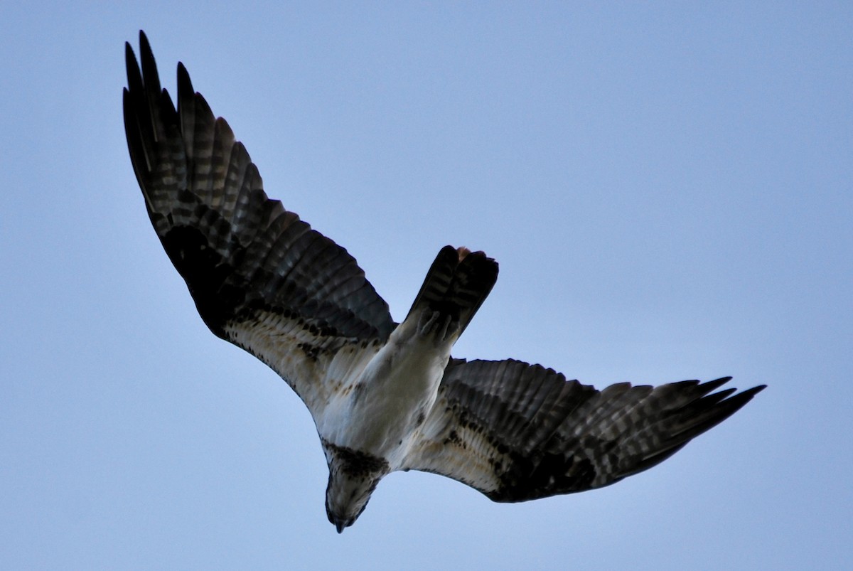 Osprey - ML646163395