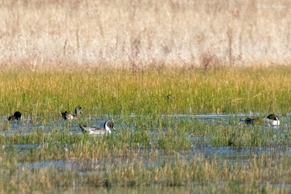 Northern Pintail - ML646163396