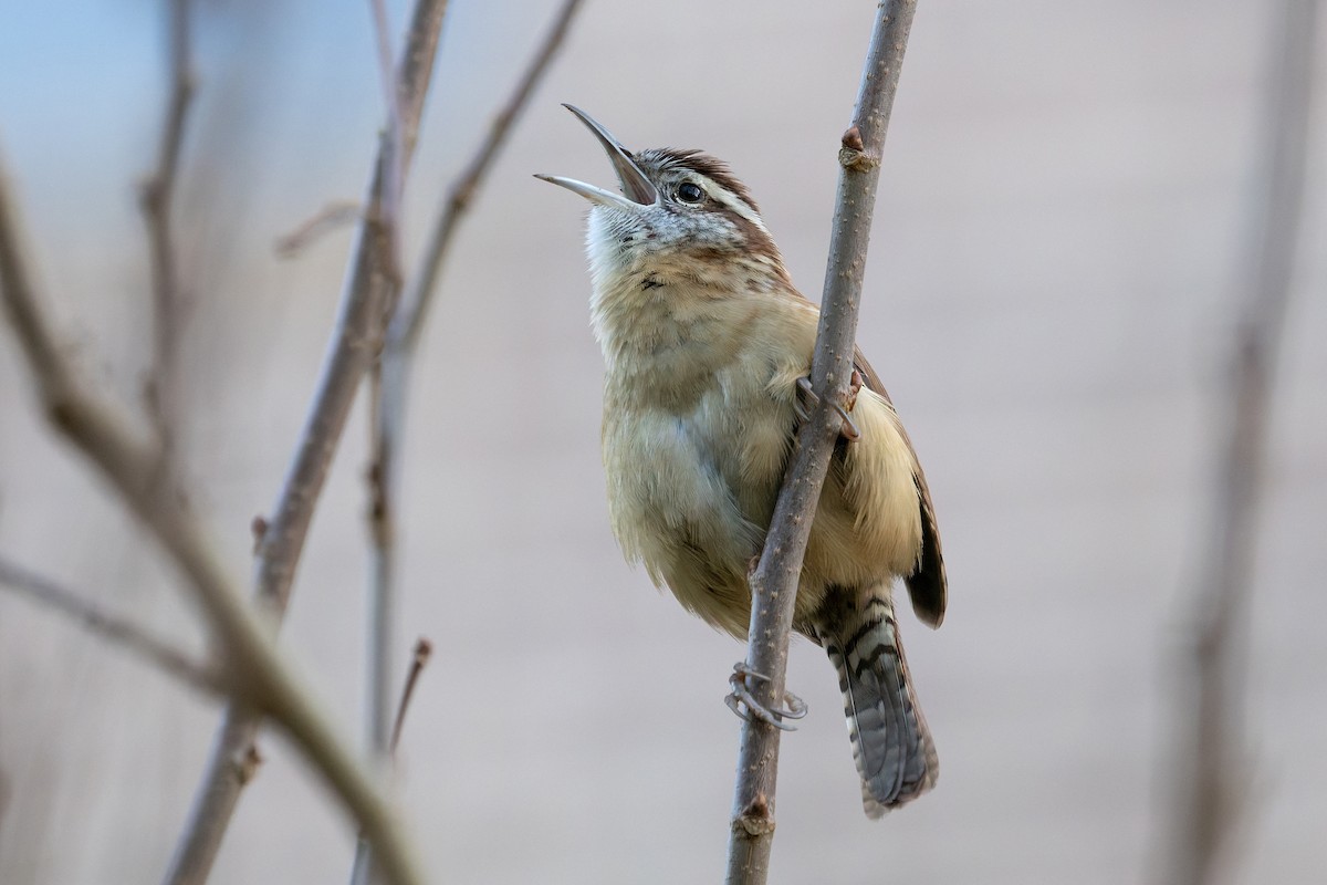 Carolina Wren - ML646163399