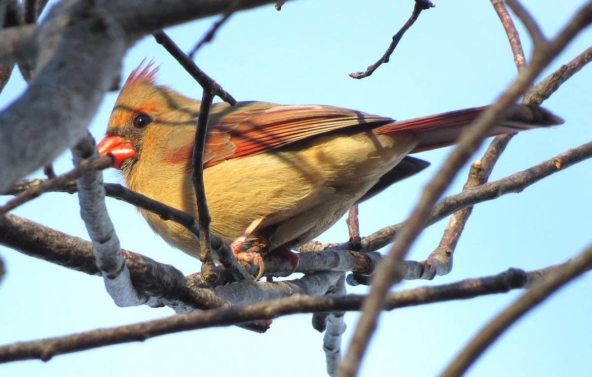 rødkardinal - ML646163400