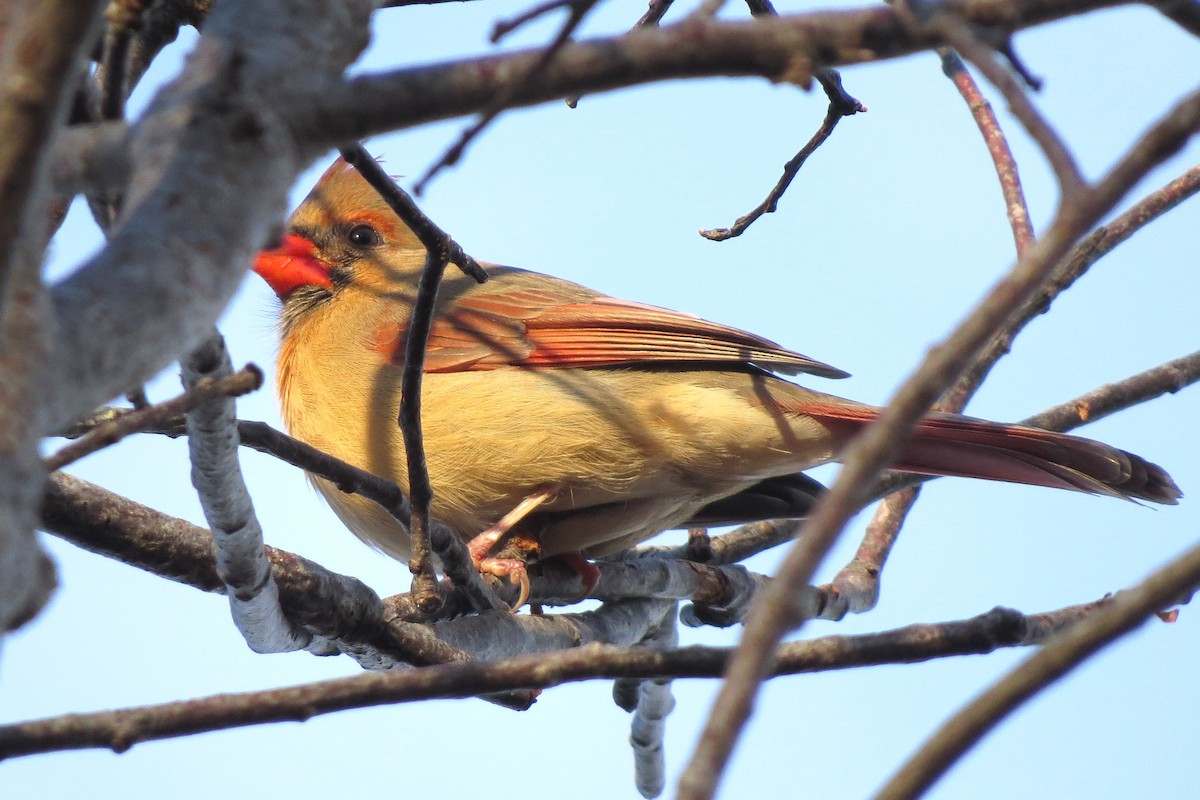 rødkardinal - ML646163401