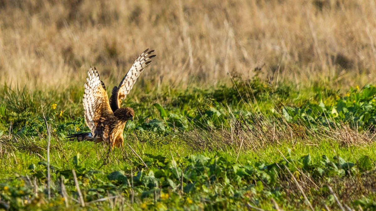 Northern Harrier - ML646163402