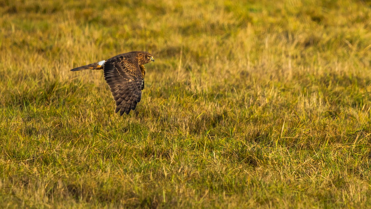 Northern Harrier - ML646163403