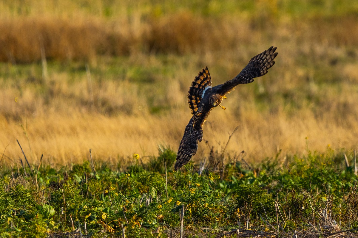 Northern Harrier - ML646163404