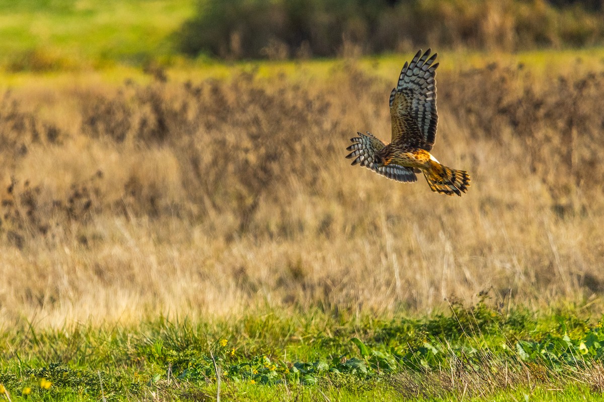 Northern Harrier - ML646163405