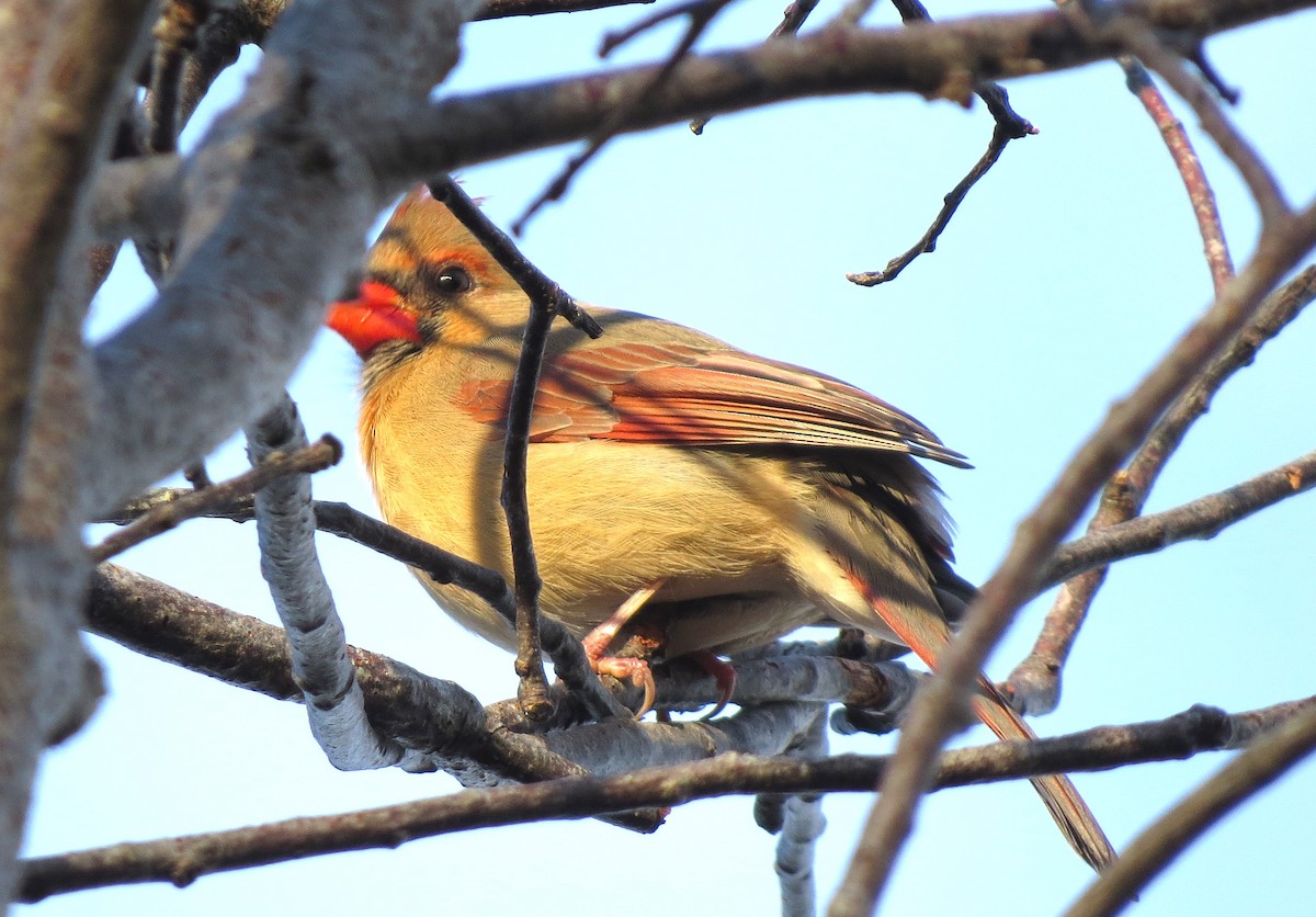 rødkardinal - ML646163410