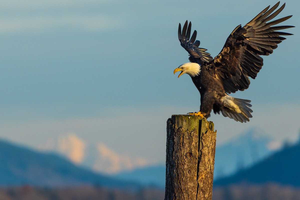Bald Eagle - ML646163411