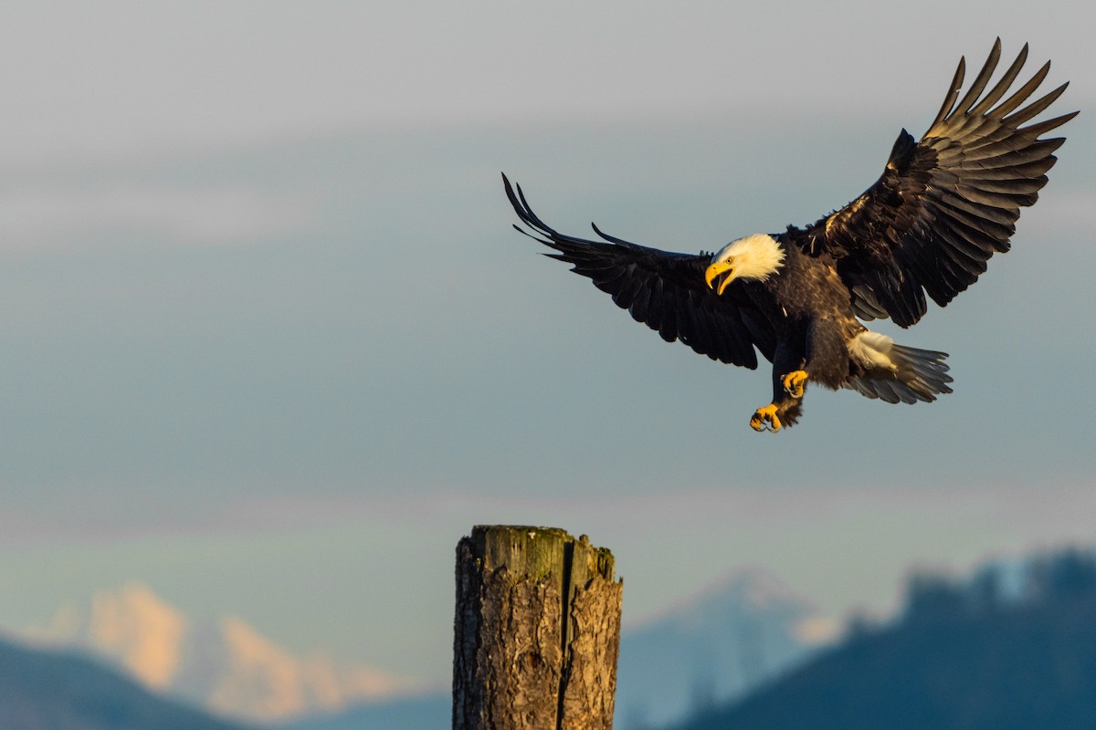 Bald Eagle - ML646163412