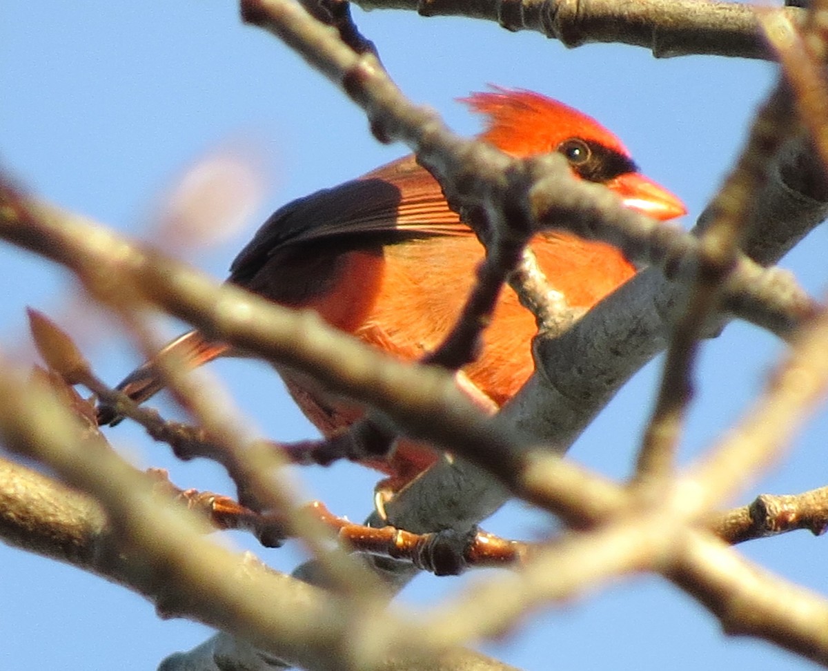 Cardinal rouge - ML646163413