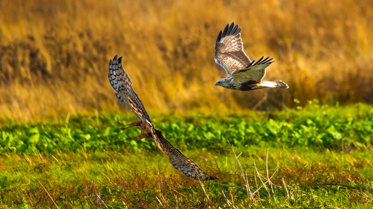 Rough-legged Hawk - ML646163414