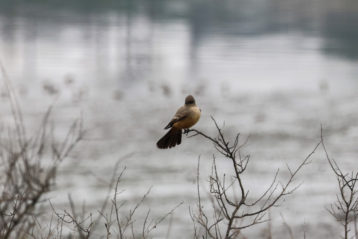 Moucherolle à ventre roux - ML646163415