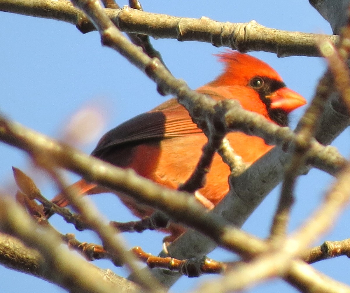 Cardinal rouge - ML646163416