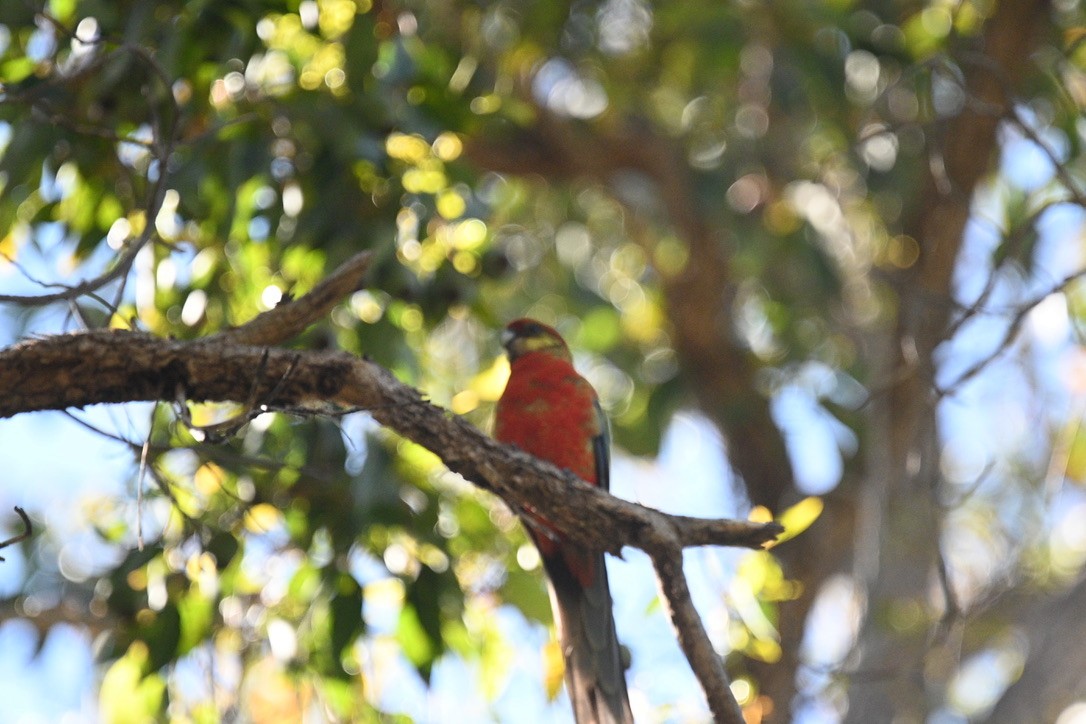 Perruche à oreilles jaunes - ML646163417